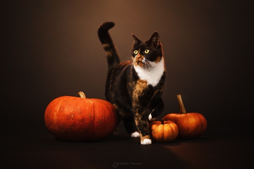 Reserver une séance au studio