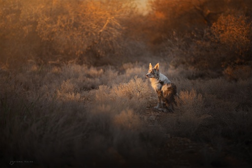 Réserver une Séance Alpha